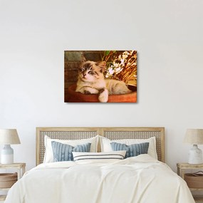 Tablou cu pisica în ghiveci (70x50 cm)