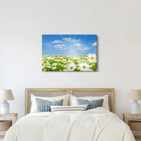 Tablou cu luncă înflorită cu margarete (90x60 cm)