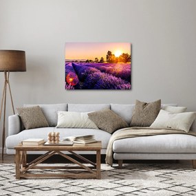 Tablou cu câmp de lavandă, Provincie (70x50 cm)