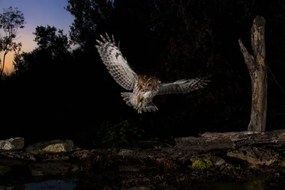 Fotografie Tawny owl flying in the forest at night, Spain, AlfredoPiedrafita