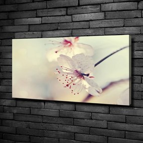 Tablou pe pânză Floare de cires
