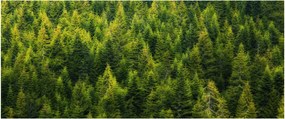 Tablou - Pădure deasă (120x50 cm)