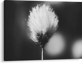 Tablou - Coțofană neagră și albă (70x50 cm)