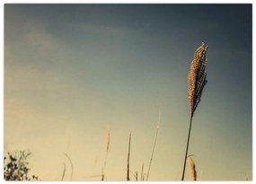 Tablou pe sticlă - Iarba (70x50 cm)