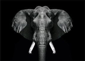 Tablou - Elefant pe fundal negru (70x50 cm)