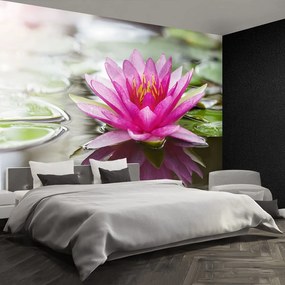 Fototapet roz Lotus
