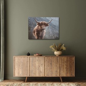 Tablou - Vaca Highlander (70x50 cm)