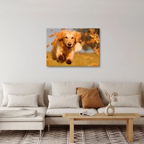 Tablou - Golden Retriever (70x50 cm)