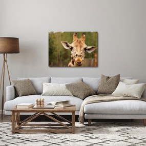 Tablou girafe (70x50 cm)