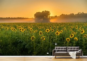 Tapet Premium Canvas - Campul de floarea soarelui la rasarit
