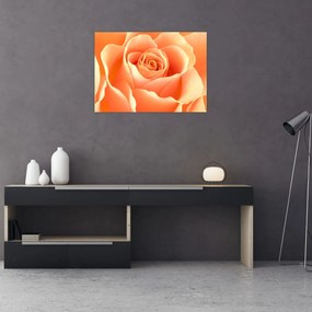 Tablou pe sticlă - Imaginea- Trandafiri, culoarea caisei (70x50 cm)