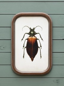 Set 9 tablouri cu insecte, cu rama din lemn de pin, Insects
