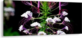 Tablou cu floare (120x50 cm)