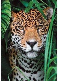 Animale Jaguar Puzzle de 500 piese Clementoni