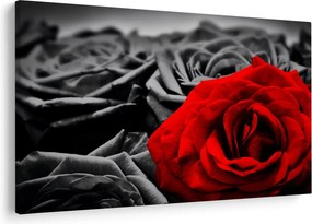Tablou - Flori de trandafir (90x60 cm)