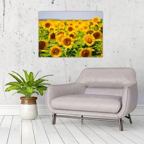 Tablou pe sticlă - Floarea-soarelui (70x50 cm)
