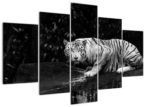 Tablou - Tigru alb, alb-negru (150x105 cm)