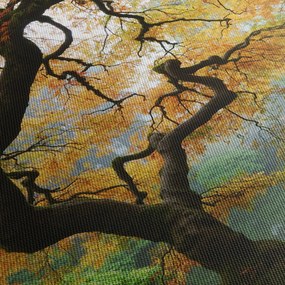 Tablou - Arțarul japonez galben, Portland, Oregon (90x60 cm)
