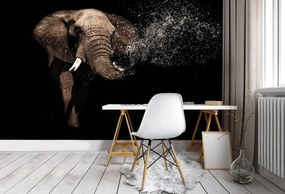 Fototapet - Elefant (254x184 cm)