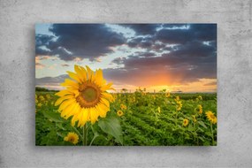 Tapet Premium Canvas - Prim plan cu floarea soarelui