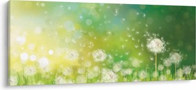 Tablou - Păpădie înflorită (120x50 cm)
