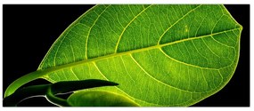Tablou - frunză verde (120x50 cm)