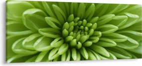 Tablou - Imagine macro a unei plante (120x50 cm)
