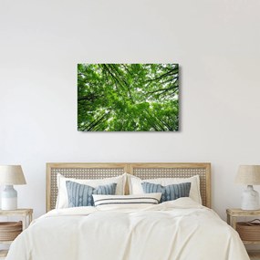 Tablou - privire în coroanele pomilor (90x60 cm)
