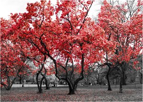 Tablou pe sticlă - Copacii roșii, Central Park, New York (70x50 cm)