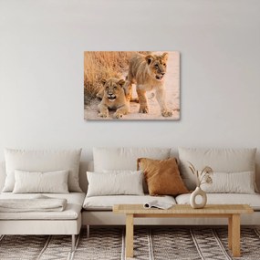 Tablou cu pui de leu (70x50 cm)