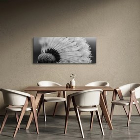 Tablou cu păpădie - albnegru (120x50 cm)