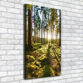 Imprimare tablou canvas O pădure de pini