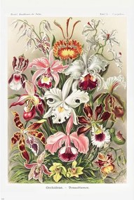 Poster Orchideen, Ernst Haeckel