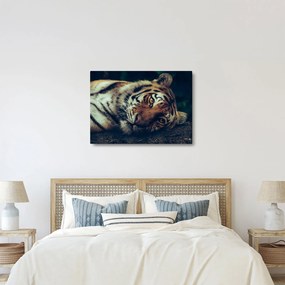 Tablou - Tigrul Siberian (70x50 cm)