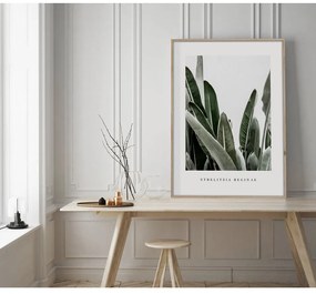 Tablou 50x70 cm Strelitzia – Styler