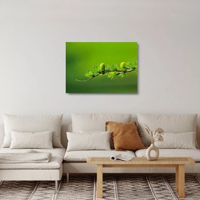 Tablou pe sticlă con verde (70x50 cm)