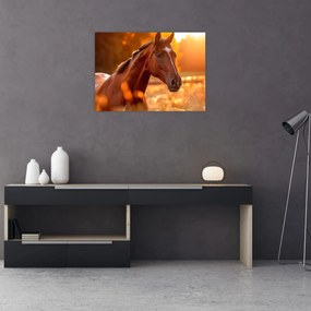 Tablou - Cal în apus de soare (70x50 cm)