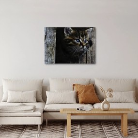Tablou cu pisicuța (70x50 cm)