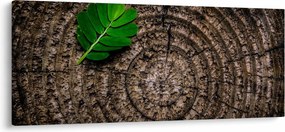 Tablou cu frunză pe trunchi de copac (120x50 cm)