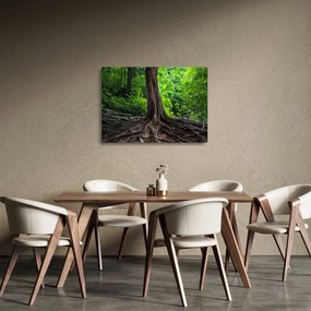 Tablou pe sticlă - Copac bătrîn cu rădăcini (70x50 cm)