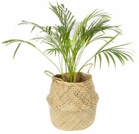 Coș de depozitare tricotat din iarbă de mareCompactor Belly, 45 x 36 cm, natural