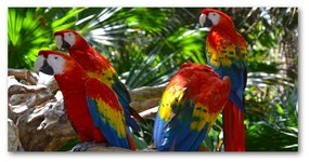 Tablou sticlă acrilică Papagali macaws