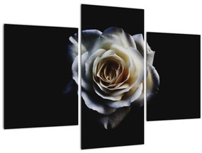 Tablou cu trandafir alb (90x60 cm)