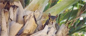 Tablou cu veverița în copaci (120x50 cm)