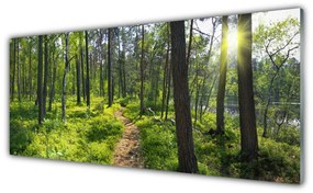 Tablou pe sticla Natural Pădurea Verde Maro