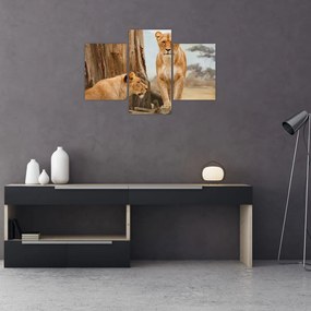 Tablou - două leoaice (90x60 cm)