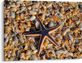 Tablou cu stea de mare (70x50 cm)