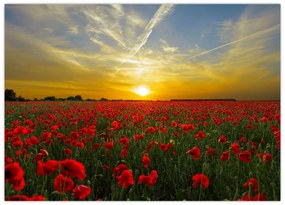 Tablou cu câmp cu maci (70x50 cm)