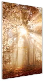 Fotografie imprimată pe sticlă pădure în toamna