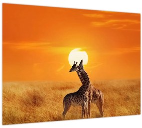 Tablou pe sticlă - Girafe în Parcul Național Serengeti (70x50 cm)